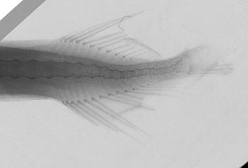 Media type: image;   Ichthyology 84887 Aspect: caudal,description